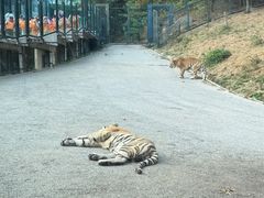 -大连森林动物园