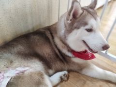 -Husky Go! 哈士奇体验馆·宠物咖啡厅狗咖