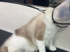 -乐琪宠物医院·犬猫专科·骨外科·急重症