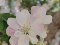 -海棠花溪(元大都城垣遗址公园)