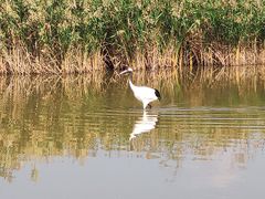 -盐城丹顶鹤湿地生态旅游区