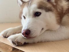-Husky Go! 哈士奇体验馆·宠物咖啡厅狗咖