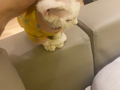-猫腻·猫咖·撸猫馆(星光大道店)