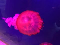 -迪拜水族馆及水下动物园