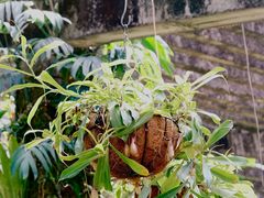 -深圳仙湖植物园