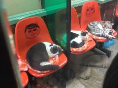 -猫咪博物馆(顶澳仔猫街店)