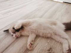 -喵zoo家庭繁育猫舍(尖东智能花园店)