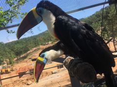 -西霞口神雕山野生动物世界