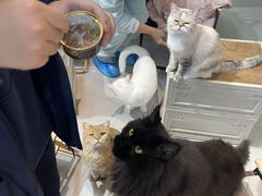 -Heymao猫咖.咖啡厅(东门店)