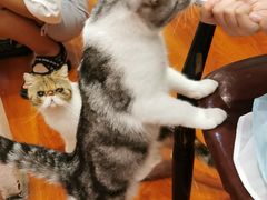 -猫小院猫主题咖啡厅(北锣店)