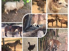 -泉州海丝野生动物世界