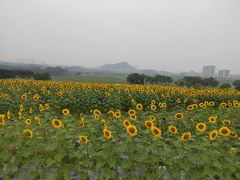 -光明小镇欢乐田园