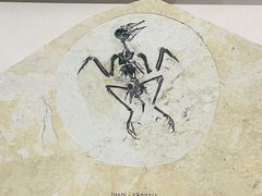 -辽宁古生物博物馆