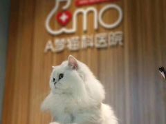 -御宝贝·A梦猫科宠物医院(国际猫友好医院)