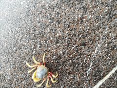 -红树林天天赶海