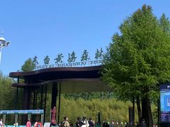 -黄海国家森林公园