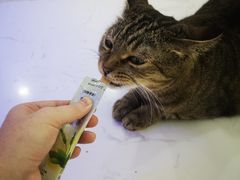 -喵园·猫主题咖啡厅·撸猫·猫咖(国贸店)