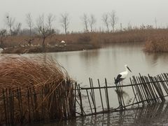 -盐城丹顶鹤湿地生态旅游区