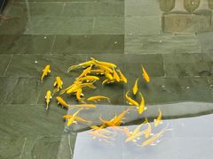 -觀芷隐轩