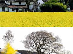 -桑洲油菜花景区