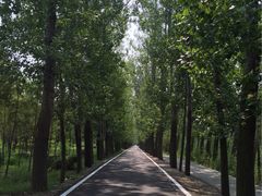 -微山湖红荷湿地景区