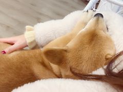 -浣熊柯尔鸭土拨鼠·电玩咖