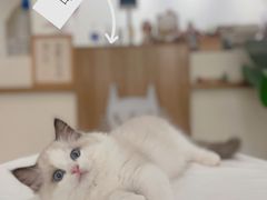 -喵zoo家庭繁育猫舍(尖东智能花园店)