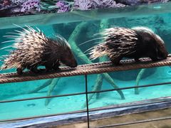 -清迈夜间动物园