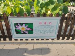 -莲花池公园