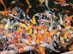 -南宫五洲植物乐园