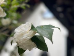 -白鹿洞书院