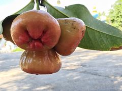 -北戴河集发农业梦想王国