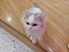 -滚猫咖啡·猫咖·猫友好撸猫(未来城店)