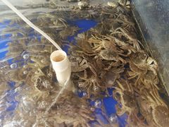 -阳澄湖大闸蟹·琼灵阁牌品牌连锁(吴中总店)