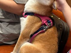 -溪岸路花鸟市场