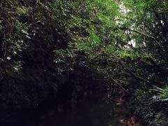 -怀托摩萤火虫洞