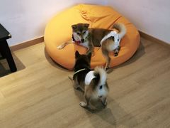 -南京Hallo宠物乐园·哈罗犬舍·柴犬繁育基地