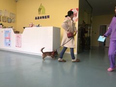 -瑞鹏宠物医院·爱宠堂·骨外专科(西荷分院)