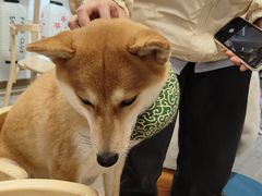 -柴迷FANS CLUB·柴犬狗咖·猫咖