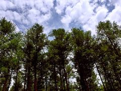 -塞罕坝国家级自然保护区