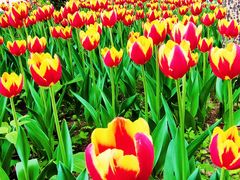 -长春公园(普阳街道)