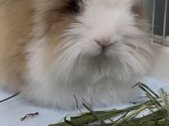 -美美宠物诊疗中心·异宠·骨科(滨江东信分院)