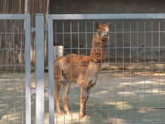 -合肥野生动物园