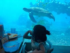 -海棠湾洲际-涛·海底餐厅·美人鱼·自助餐·海底隧道