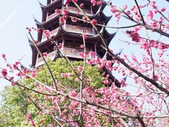 -红梅公园