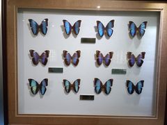 -上海昆虫博物馆