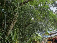 -西双版纳基诺山寨