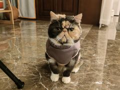 -关爱宠物医院·猫科中心·消化科(滨湖万达分院)