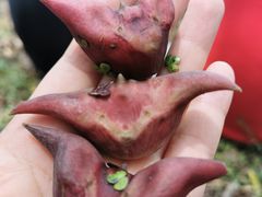 -洪湖生态旅游区