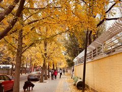 -三里屯东五街银杏大道